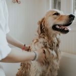 Your dog can feel happy! Here's how: