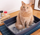 Urinary obstructions in cats